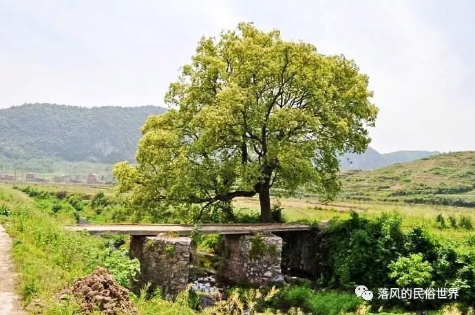 玉叶村人口_福旺镇玉叶村森木屯(3)