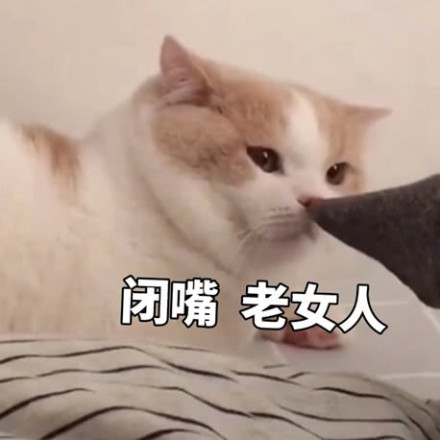 沙雕 猫咪 表情包:我只是一只想窝在被窝混吃等死的小猫罢了!