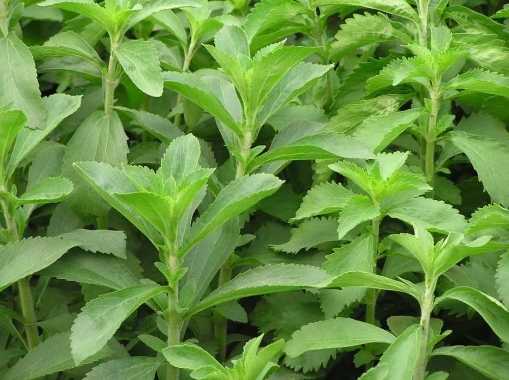 甜菊,甜菊糖苷就是从它的叶子里提取的