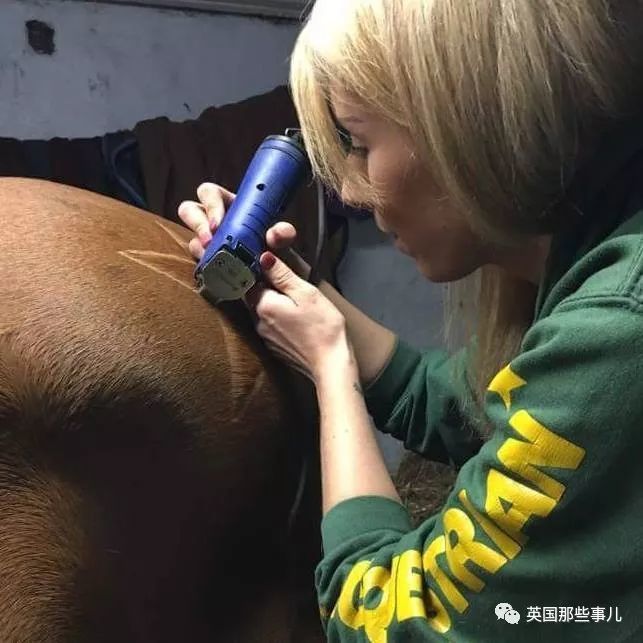 在马屁股马肚子上剃毛画画?她被无数网友骂惨了