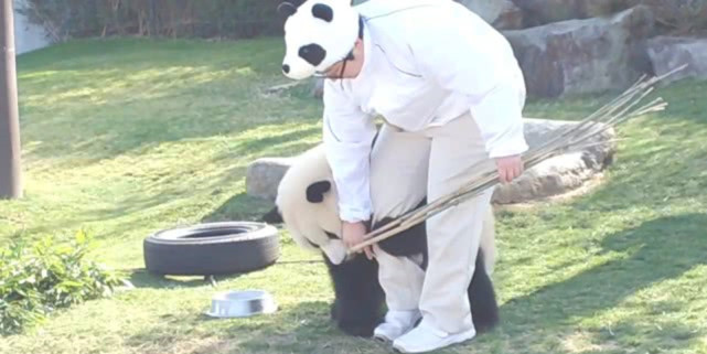 大熊猫一言不合就抱腿,奶爸满脸的无奈:真是个黏人的小妖精