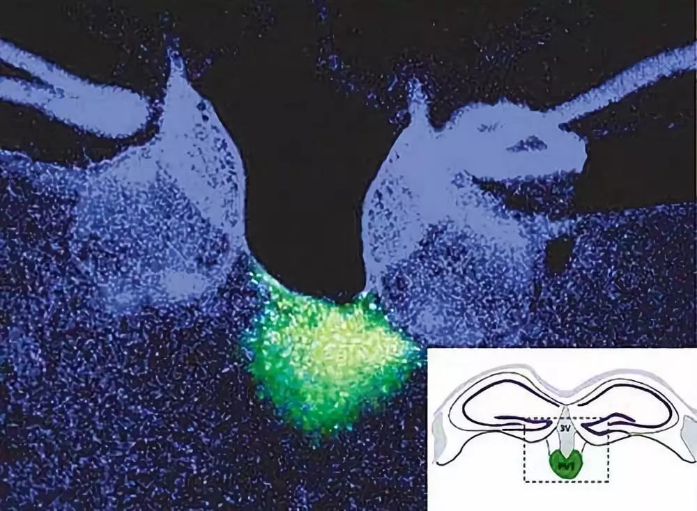 嫦娥四号成功着陆月球背面;操纵线虫体内分子可助其延寿