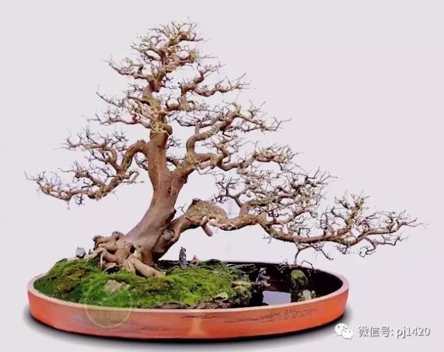 大飘枝