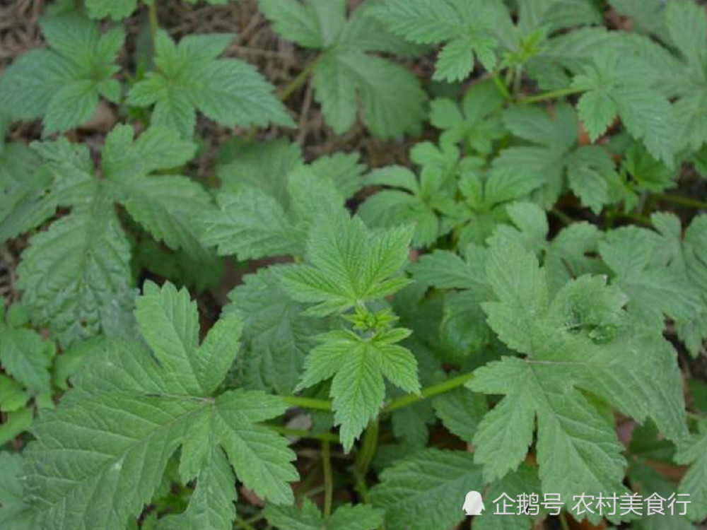 长在路边的这野草,有人叫它"五爪草"是珍贵的中草药,你见过没