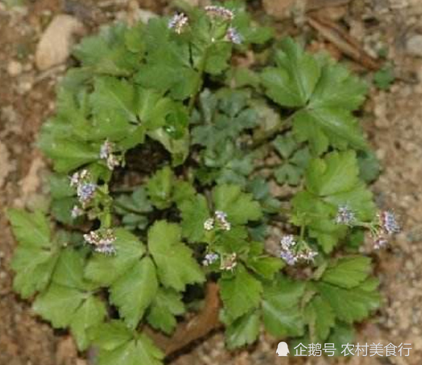 长在路边的这野草,有人叫它"五爪草"是珍贵的中草药,你见过没