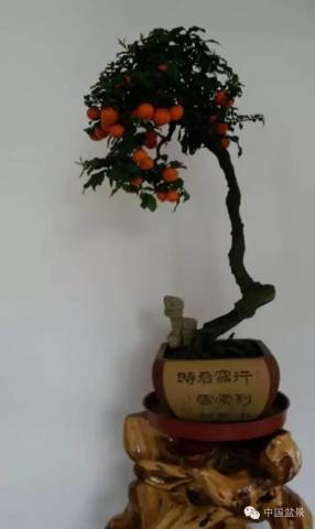 金弹子盆景欣赏与养护点滴