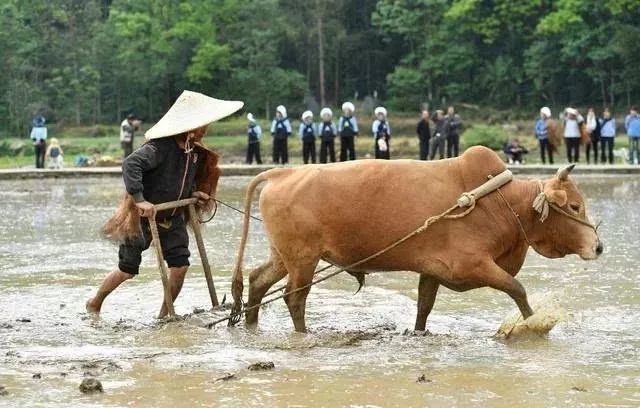 今年是"几龙治水""几牛耕地"?这么判断收成靠谱吗?