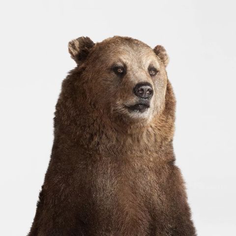 灰熊 grizzly bear