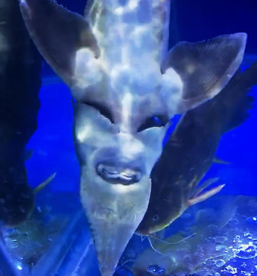 鱼缸里突现魔鬼脸,勾魂摄魄笑容瘆人,仔细看它