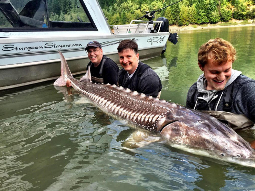 鱼缸里突现魔鬼脸,勾魂摄魄笑容瘆人,仔细看它