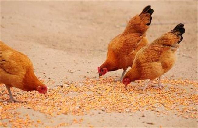 美国人：中国太有想法了，在沙漠中养鸡，简直是“反人类”操作