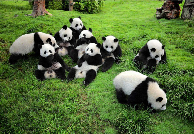 如果大熊猫数量达到几千万的时候,能当宠物养吗?专家