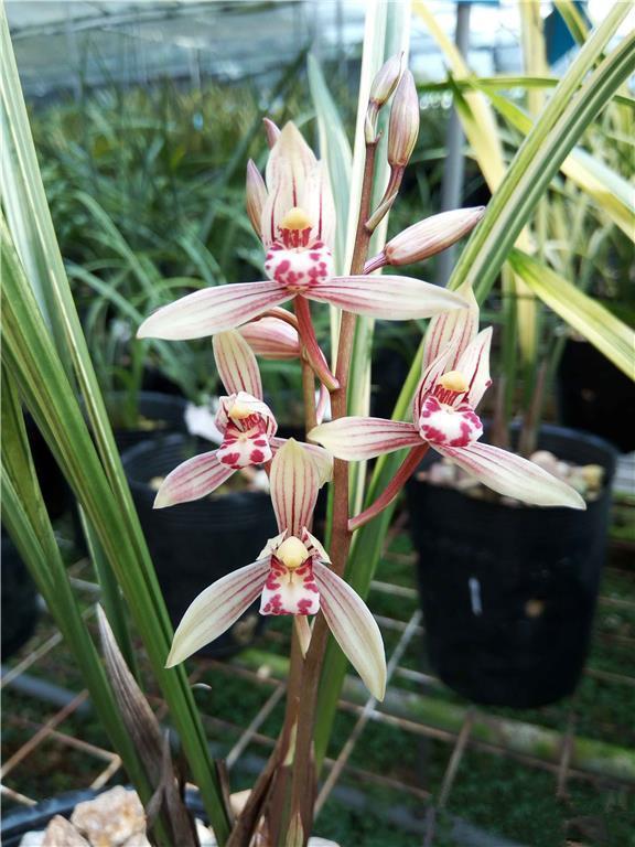 兰花中经典的品种"八宝奇珍",花色粉红,香味浓烈,来养