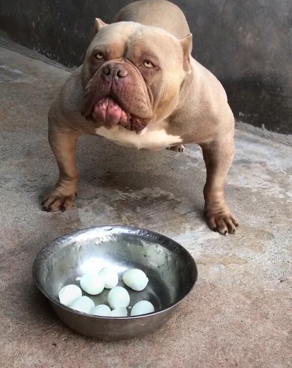 主人剥鸡蛋给恶霸犬,没命令不敢吃,渴望的眼神