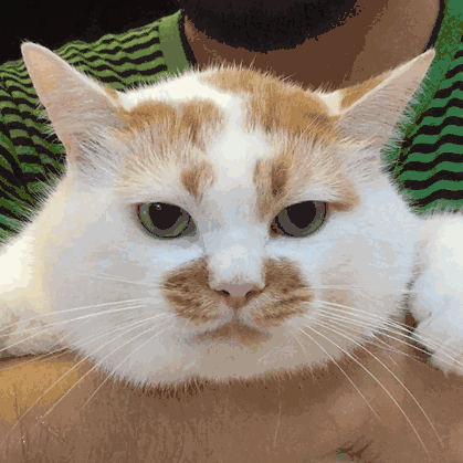 什么猫成语_成语故事图片(3)