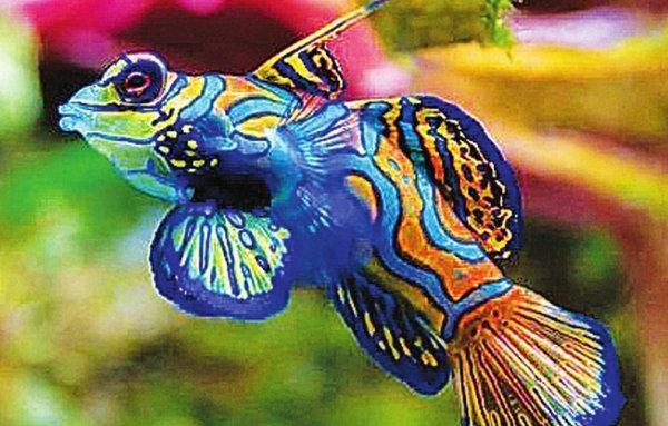 地球10大最漂亮的热带鱼,小丑鱼和神仙鱼上榜