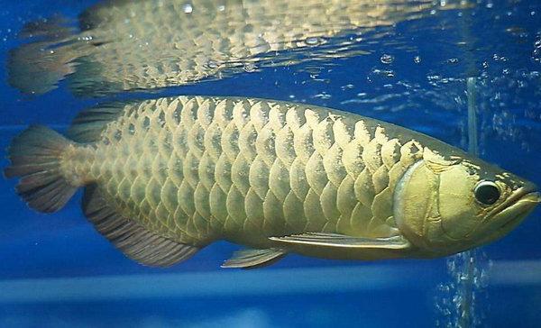 地球10大最漂亮的热带鱼,小丑鱼和神仙鱼上榜