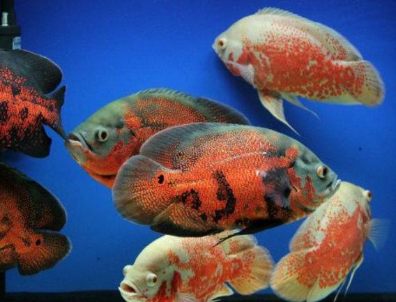 地球10大最漂亮的热带鱼,小丑鱼和神仙鱼上榜
