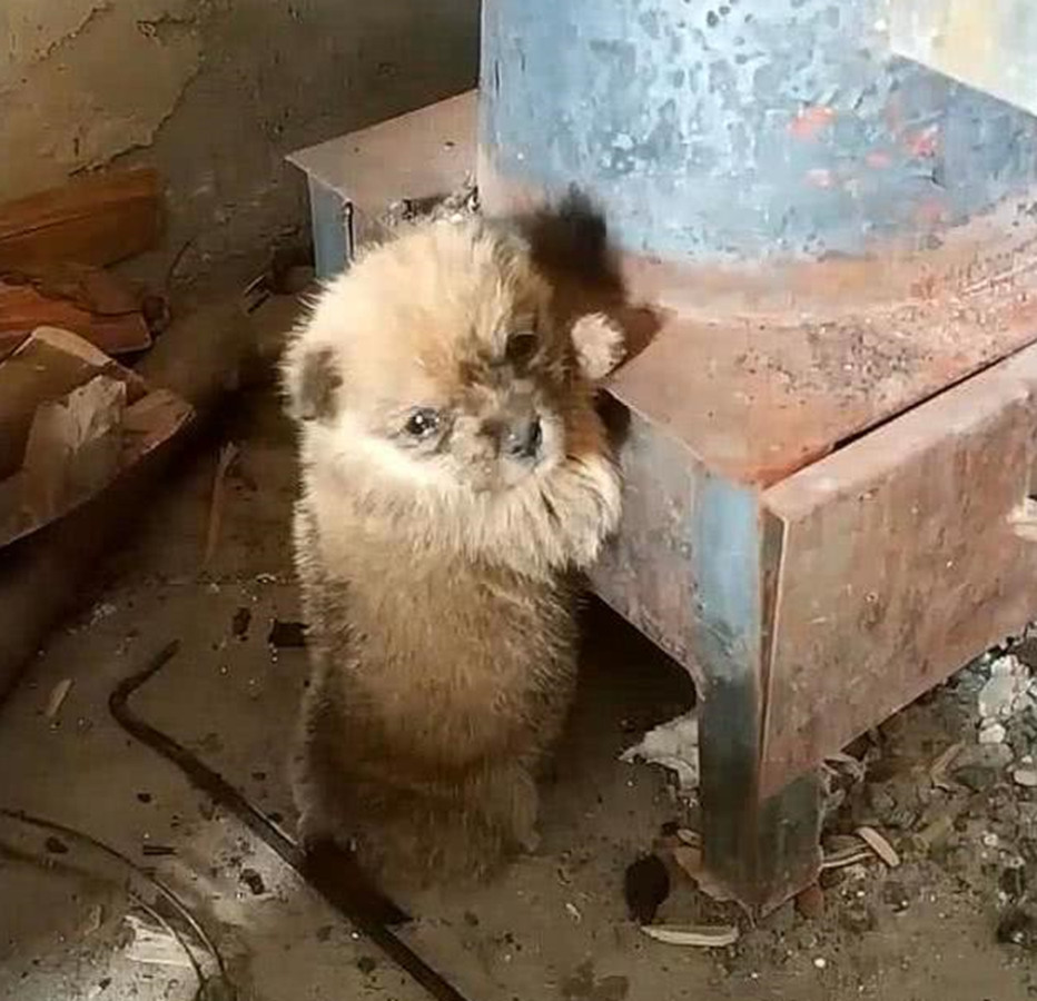 农村家里没有供暖设备,小奶狗扒着暖炉取暖,眼