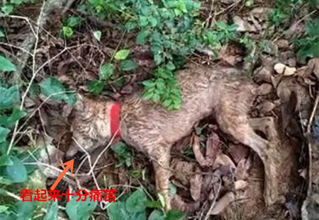 男子发现草丛中有条狗在抽搐,上前一探究竟,却