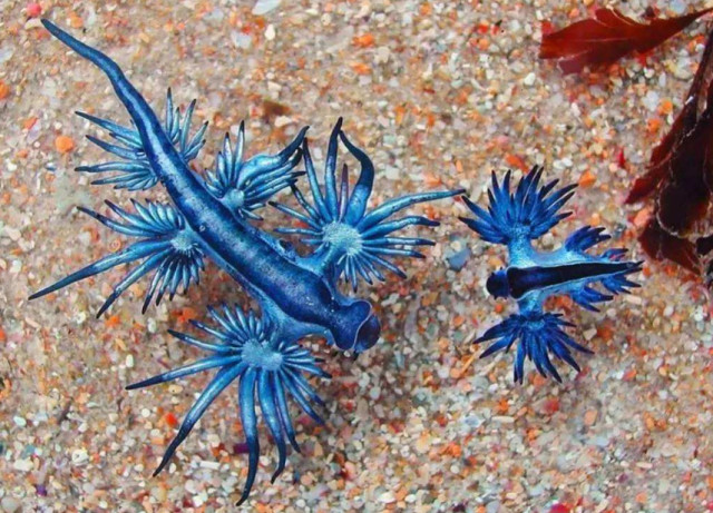 这种生物被称为"蓝龙",在海底如同精灵,爬上陆地后却