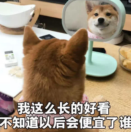 宠物怼人表情包:你真是个长得又丑,又令人作呕的男孩