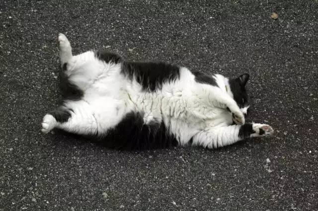 猫咪为什么会躺在地上打滚?