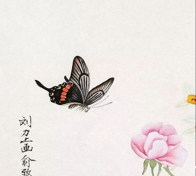 收藏国画蝴蝶纸上来感觉蝴蝶在动太逼真了