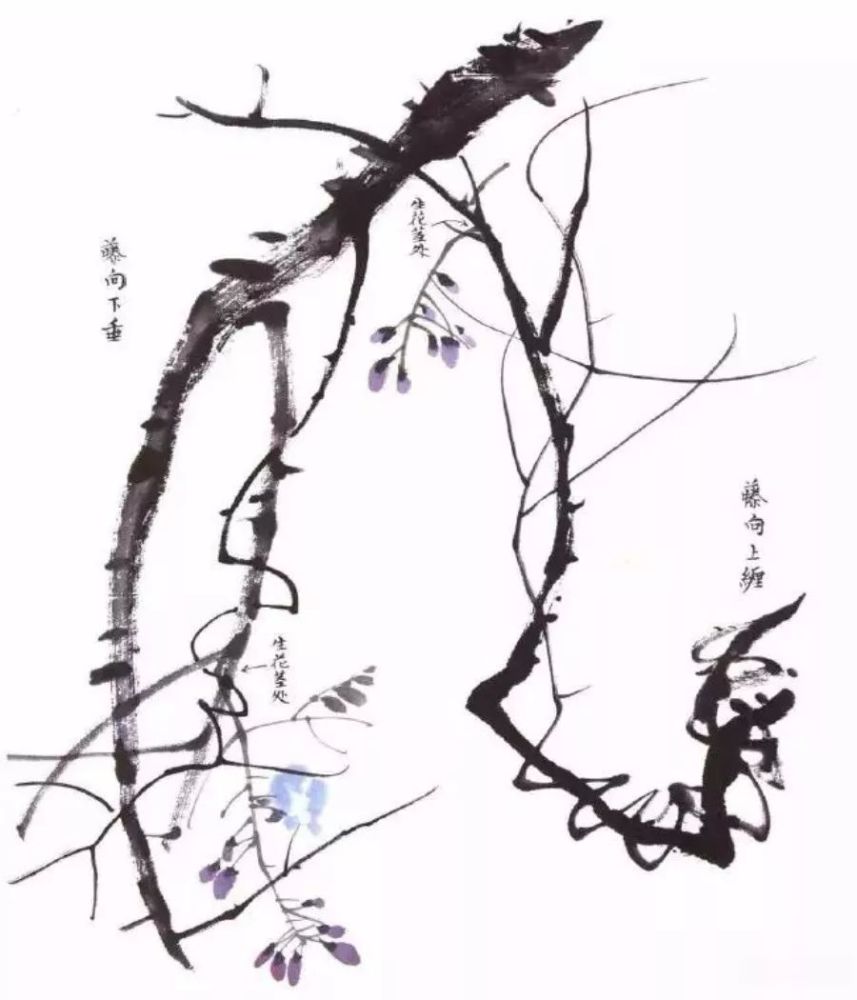 紫藤花的画法(视频)