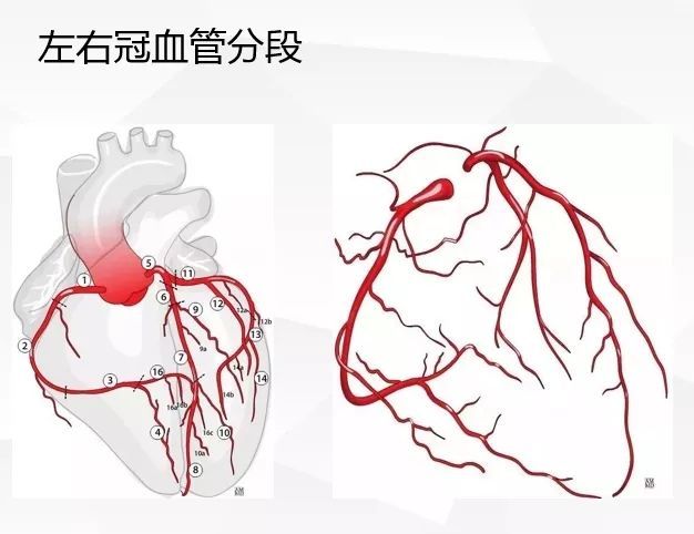 80%来于右冠状动脉,20%来源于左冠状动脉 右束支来源于第一间隔支供血