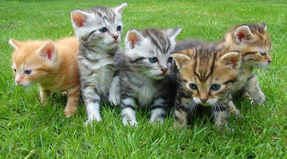 猫国经济总量生产函数为Y_三角函数(2)