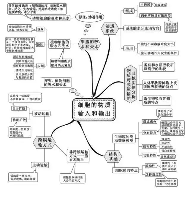 2020高考一个月冲刺:高考生物极简思维导图全汇总