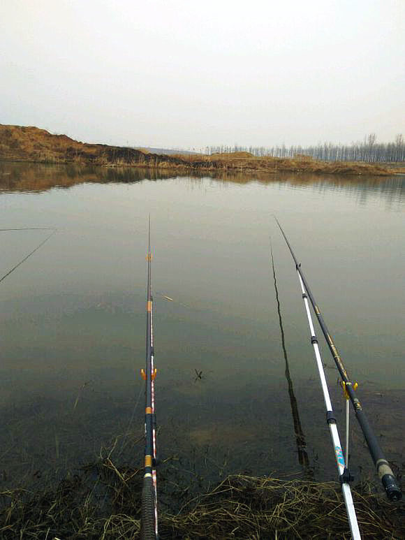 河湾钓获一公斤老鲫鱼,浑身金黄,体型扁圆似