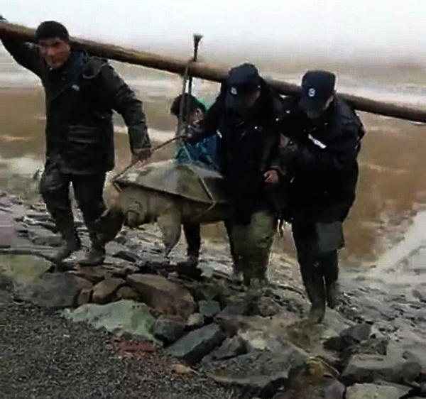 千年道行尽毁!杭州328斤巨鳖搁浅,历史罕见,网