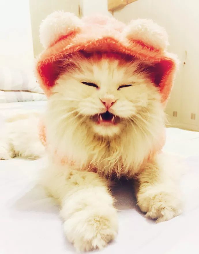 所谓猫冬猫冬,可不是得像猫一样窝在屋里