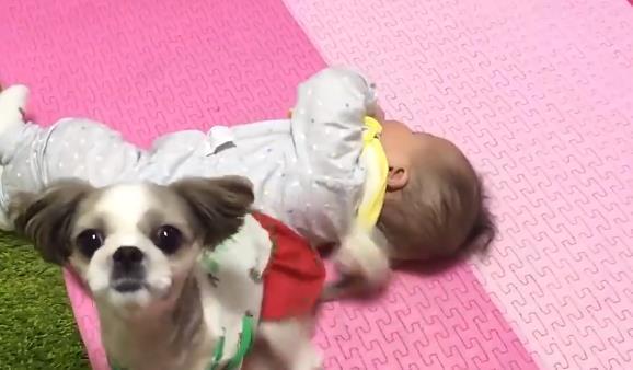 小宝宝翻身卡住了,小奶狗主动帮忙小主人,网友