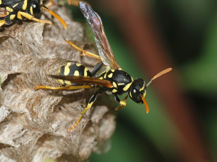 马蜂属(polistes)虽然只是胡蜂家族的一个小支脉,但它们是世界性分布