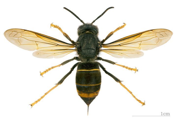 更糟糕的是,同蜜蜂一样,它们的毒液中具有召集信息素,如果被蜇刺了还