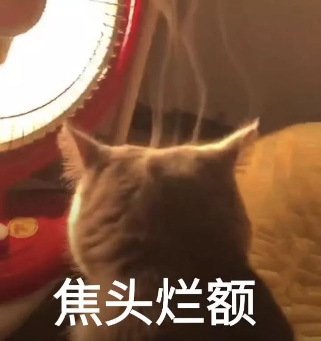 表情包:以后做两只陌生的猫吧