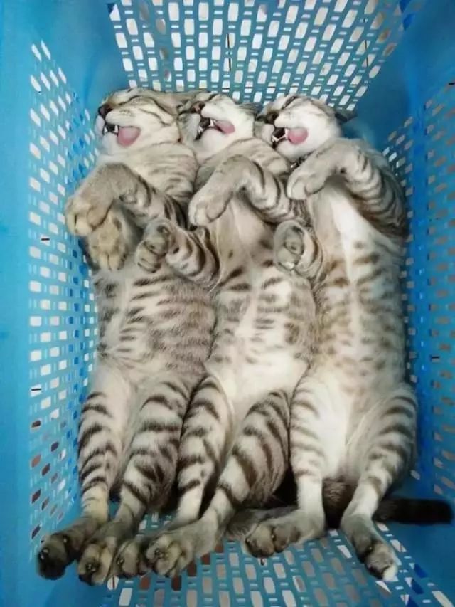 的三只猫去绝育,场面太搞笑了:是兄弟就一起割蛋