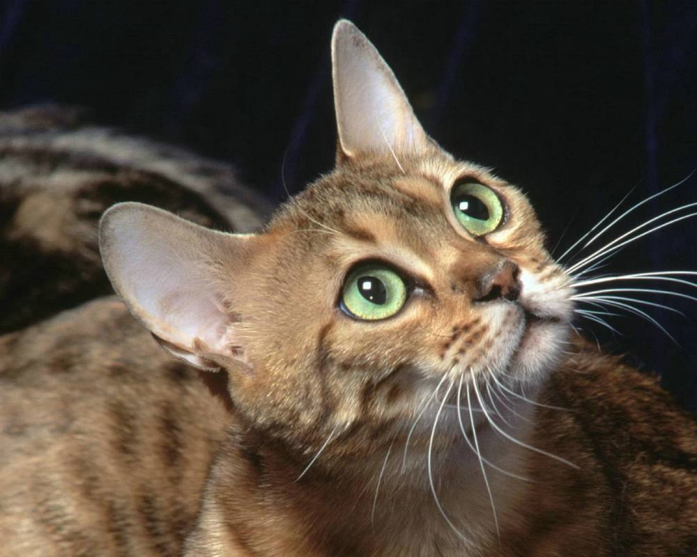 猫咪临终前为什么要离开家?发现这些征兆要引