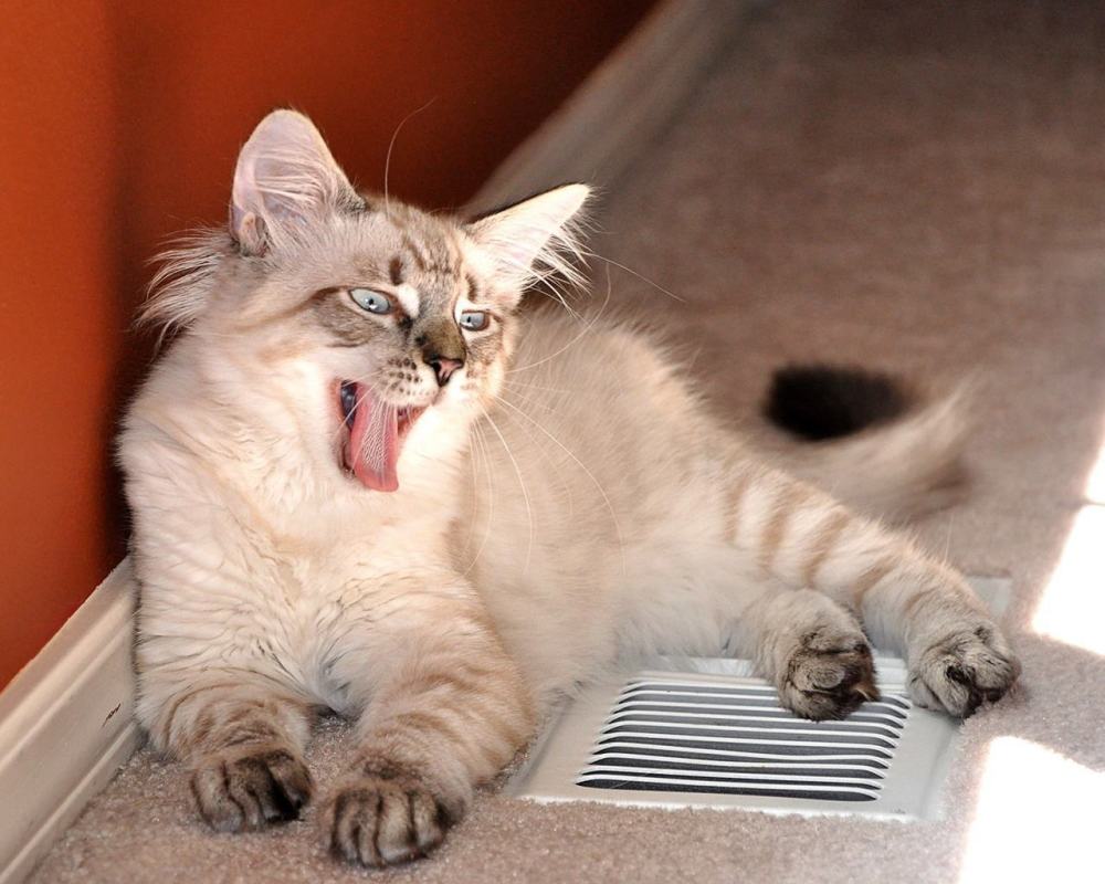 猫咪临终前为什么要离开家?发现这些征兆要引