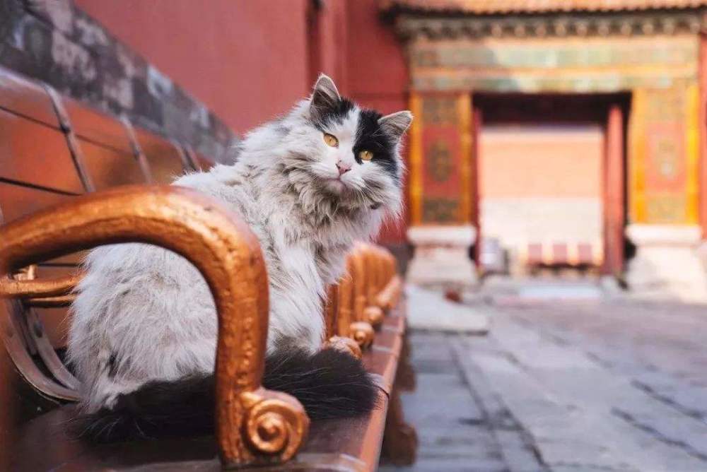 故宫御前一品带爪护卫,守在故宫10年的3只御