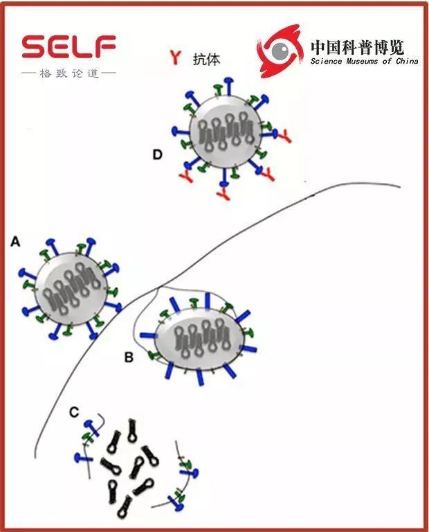 朋友圈疯传的EB流感厉害到10分钟入体?不存