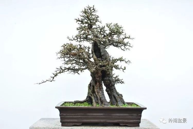 盆景奇葩——海南博兰