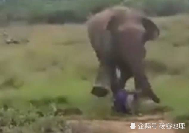 这真的是"不作不死":男子挑衅大象被其一脚踩死