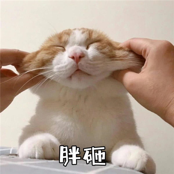 可爱猫咪表情包:胖砸,劝你不要太嚣张