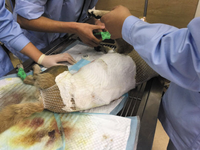 辽宁大连流浪狗遭人泼热油 身上还有葱花(图)