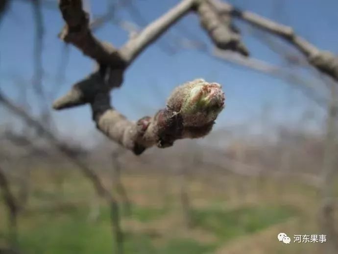 如何识别花芽 苹果花芽分化的过程和条件