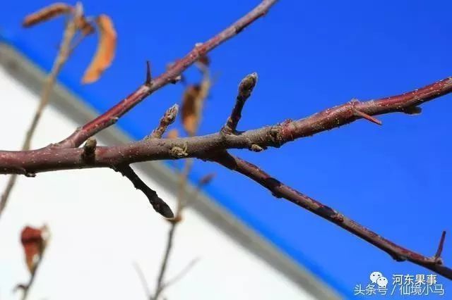 如何识别花芽 苹果花芽分化的过程和条件